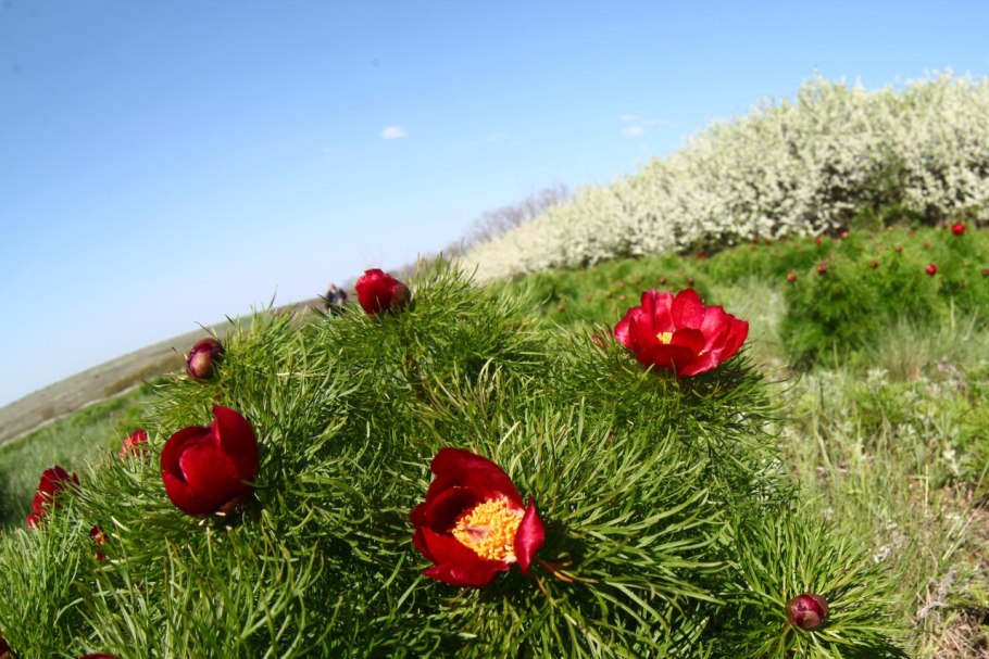 Пион тонколистный Paeonia tenuifolia