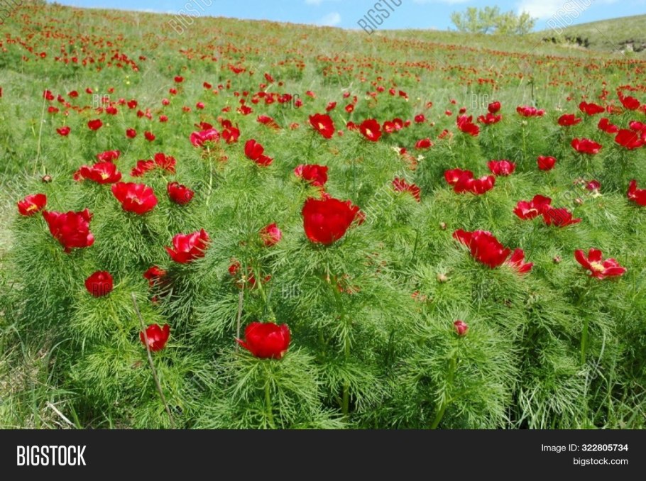 Пион тонколистный дикий