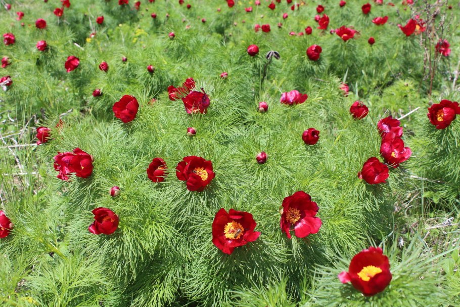 Пион тонколистный