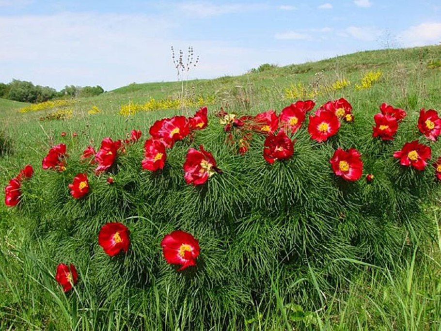 Пион тонколистный