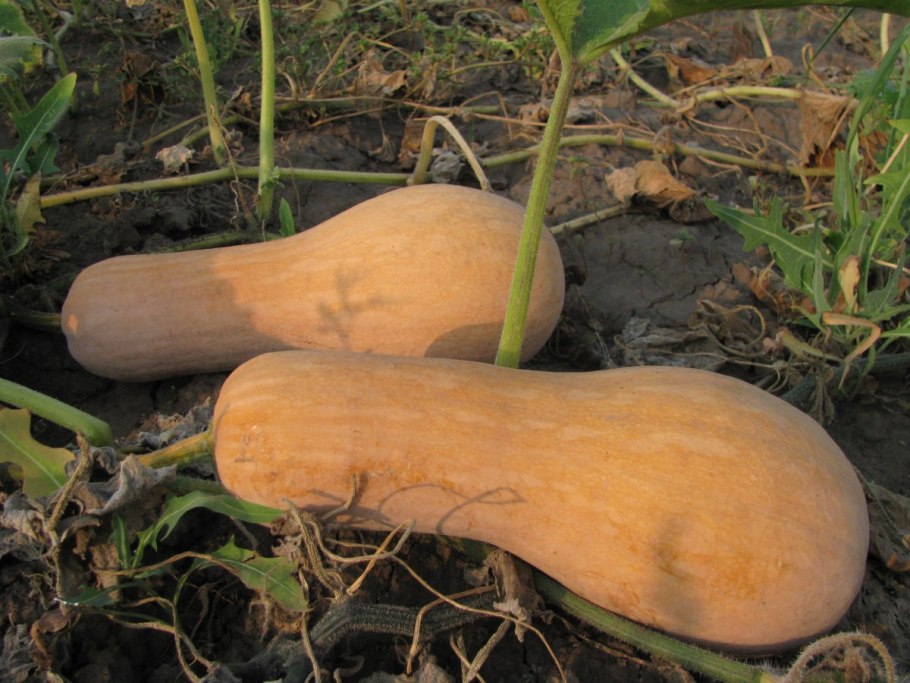 Squash Fruit