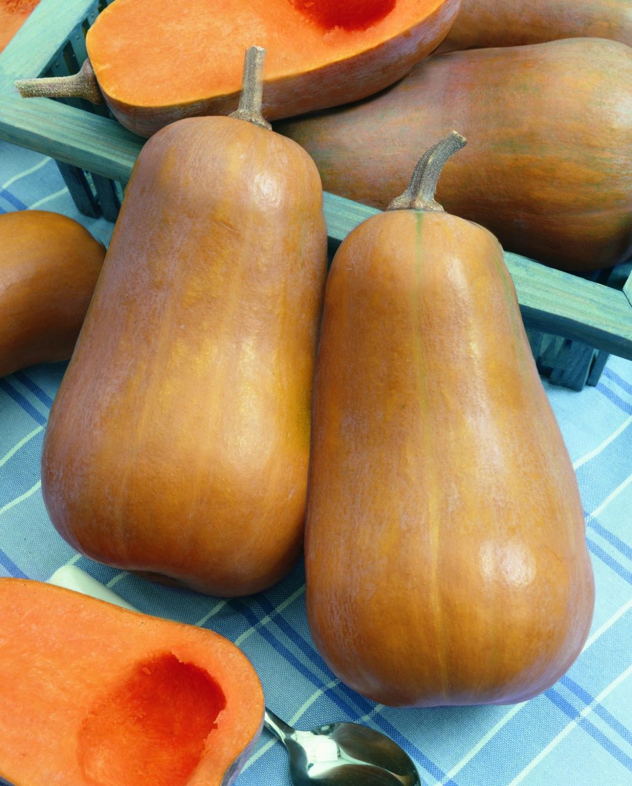 Waltham Butternut фото