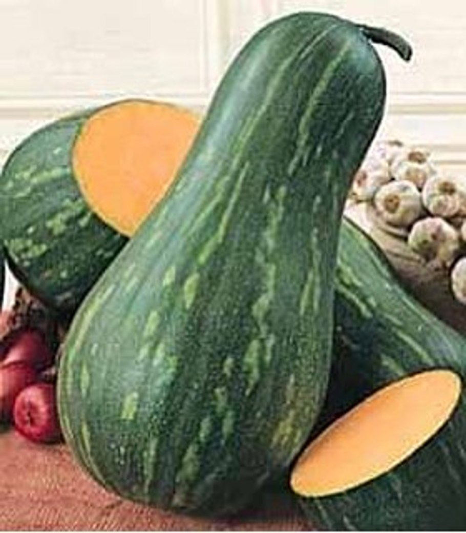 Тыква баттернат сквош