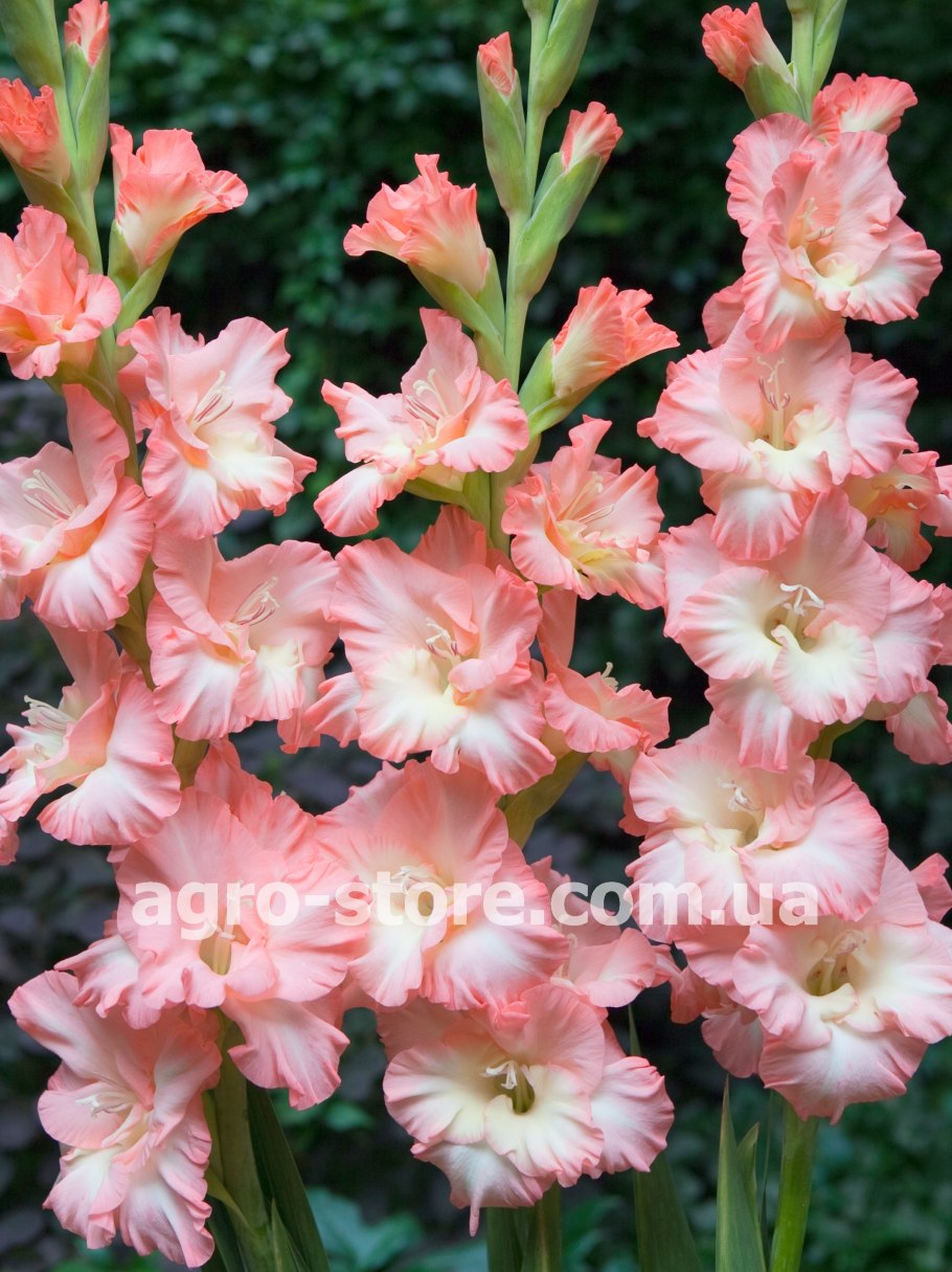 Гладиолус Люмьер