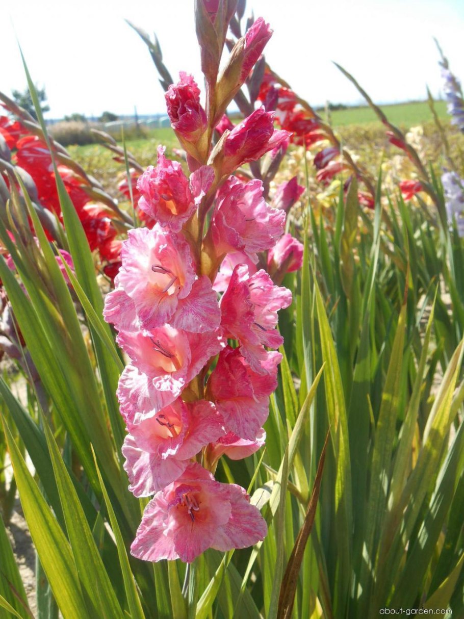 Гладиолус Рогнеда