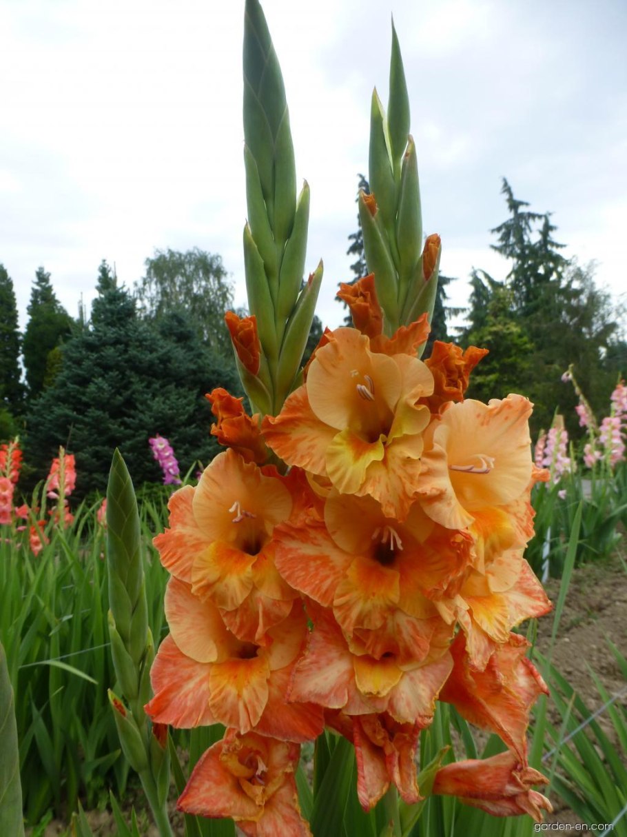 Гладиолус Гельветия