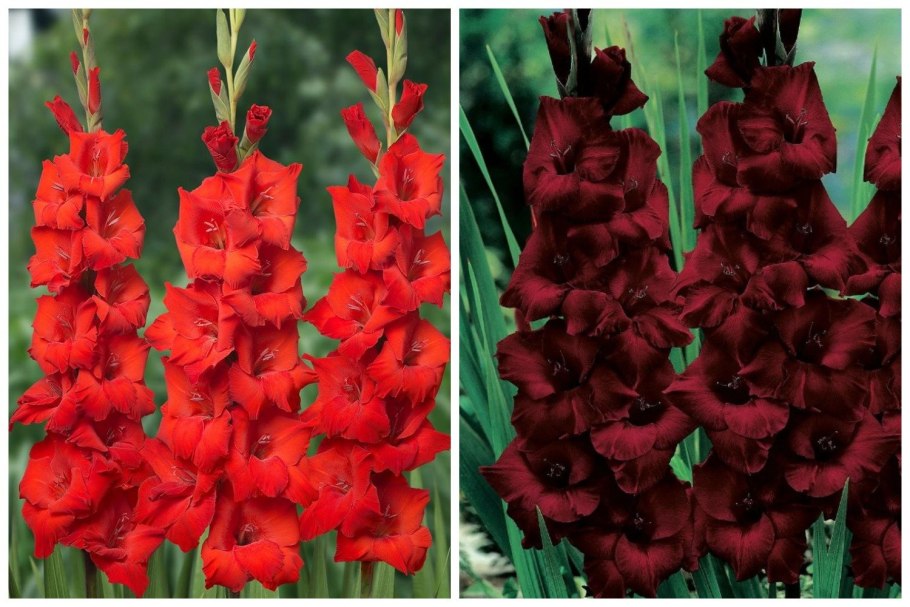 Гладиолус Kings Lynn