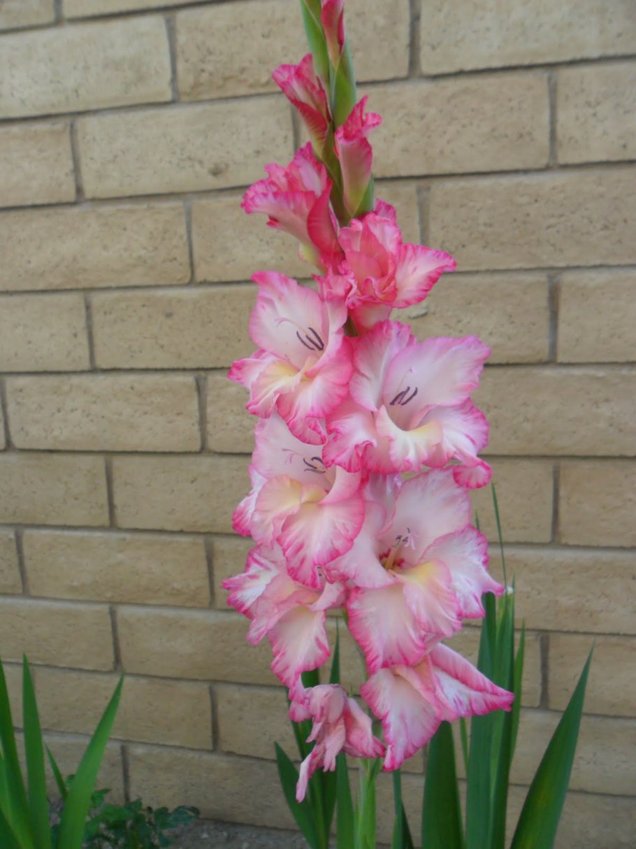Гладиолус Пинк