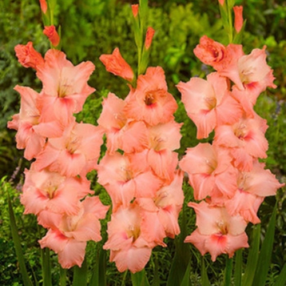 Цветы гладиолусы