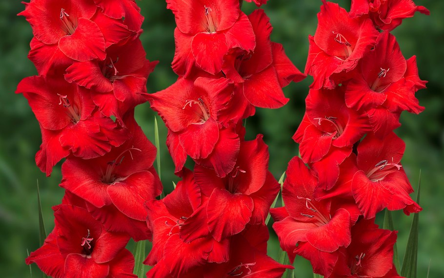 Цветы гладиолусы