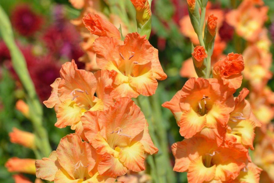 Гладиолус Victor Borge