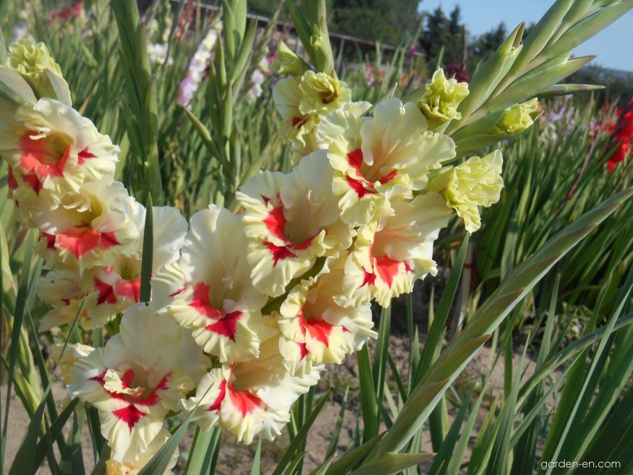 Гладиолусы выращивание и уход в открытом грунте