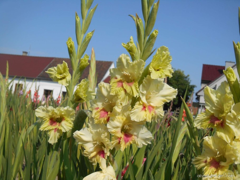 Гладиолус схематично
