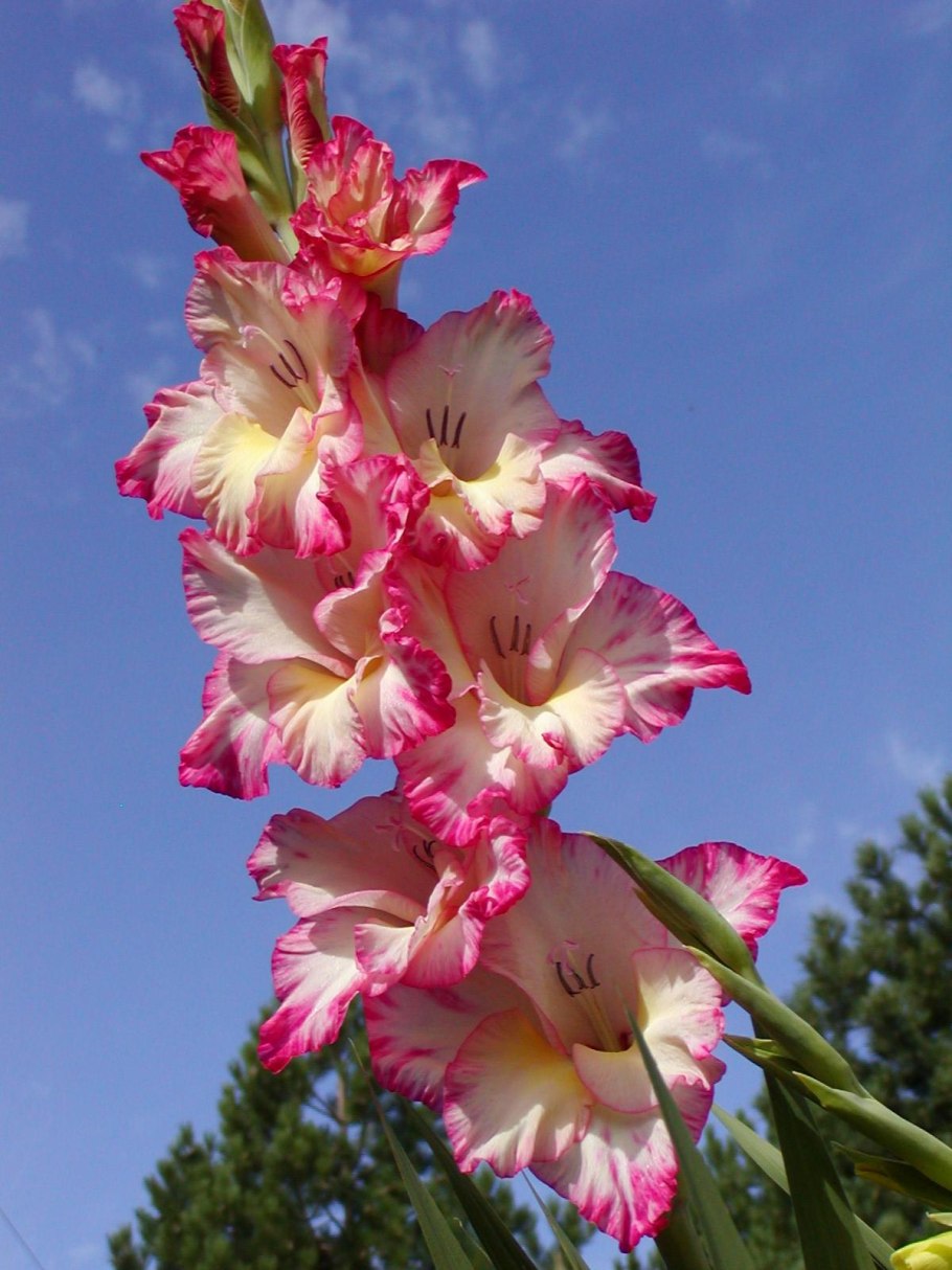 Гладиолус шпажник