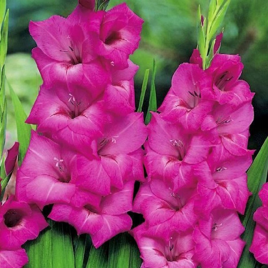 Гладиолус примуловидный атом