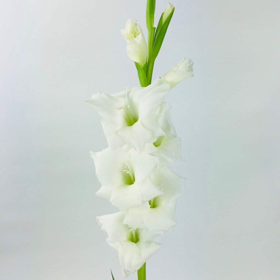 Гладиолус шпажник