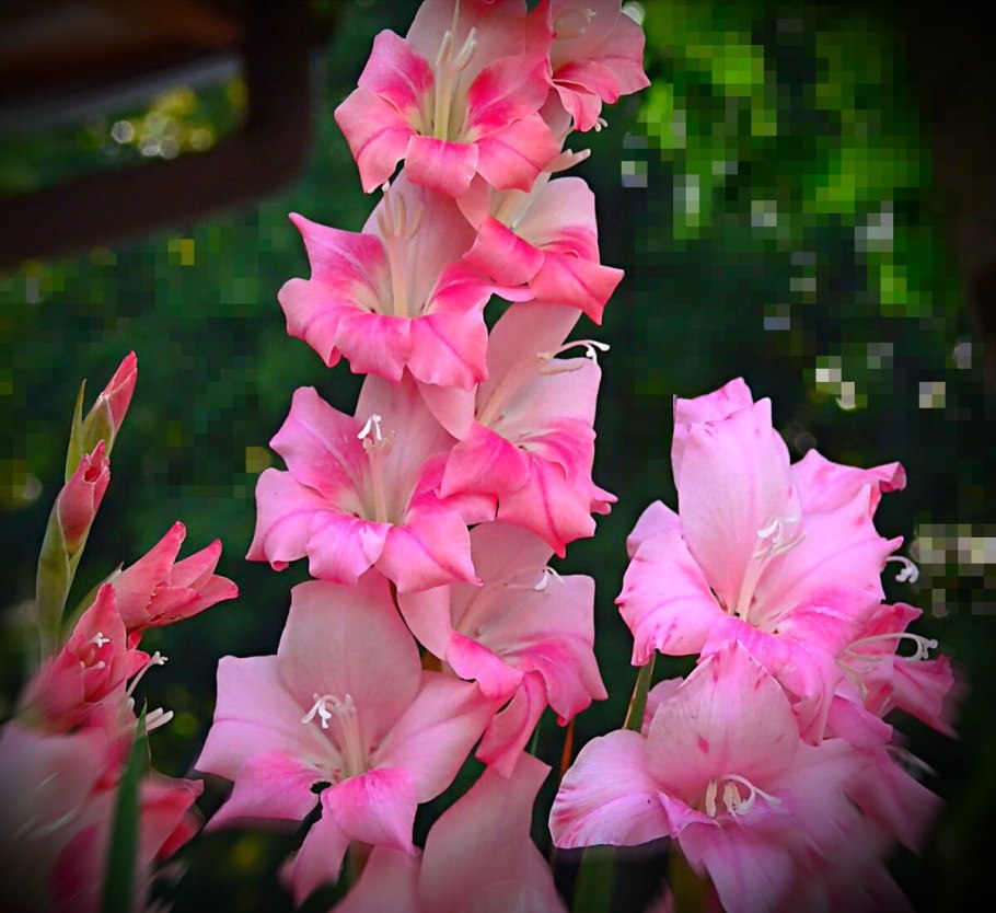 Гладиолус Донателла