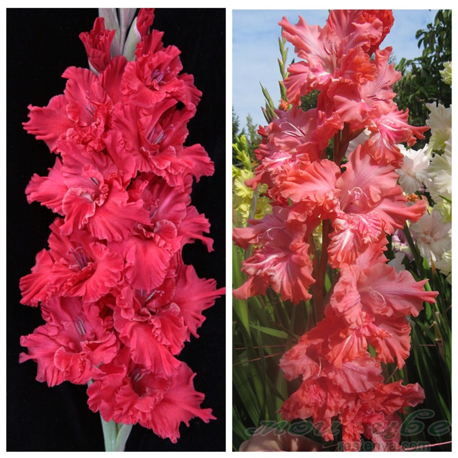 Материнская плата MSI 865gvm2-LS