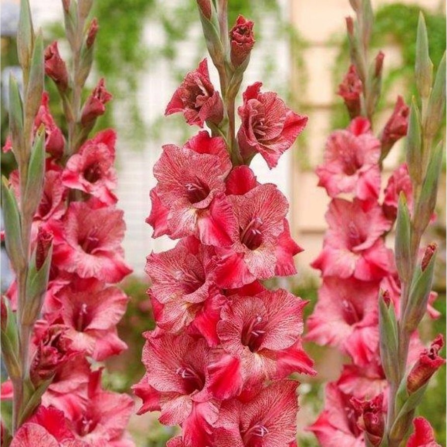 Гладиолус Алиция