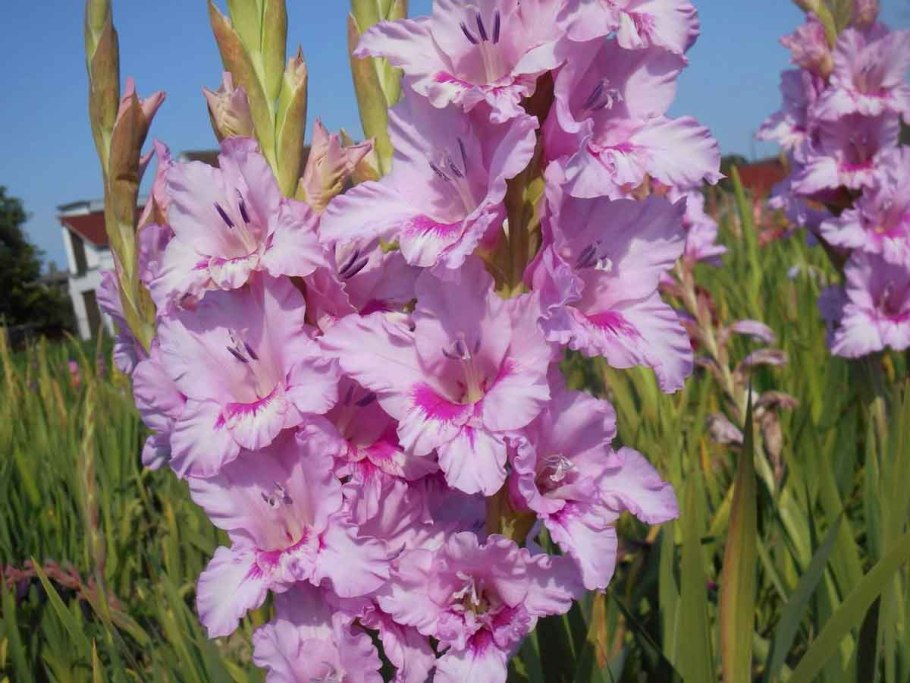 Гладиолус Лимончелло фото и описание