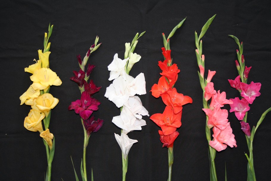 Соцветие гладиолуса