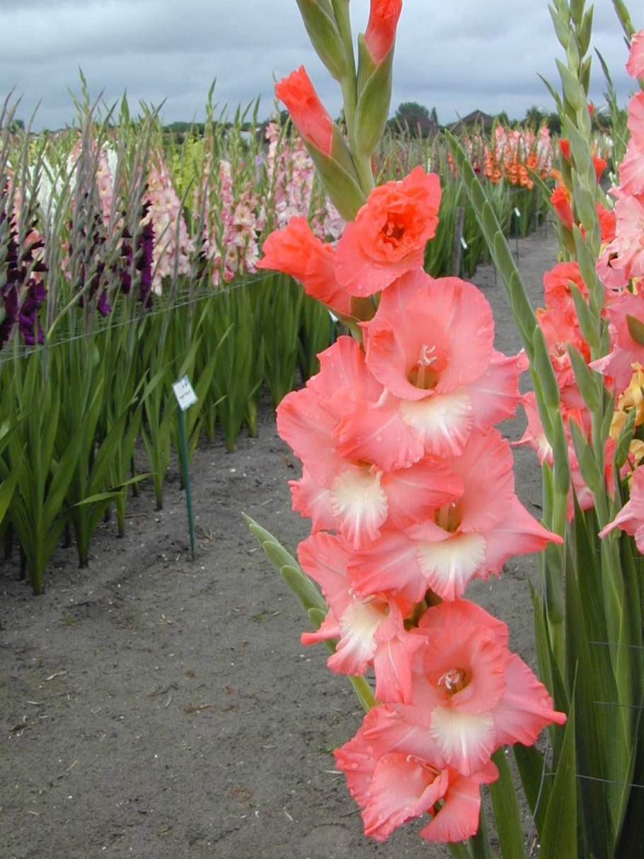 Гладиолус Сплендид