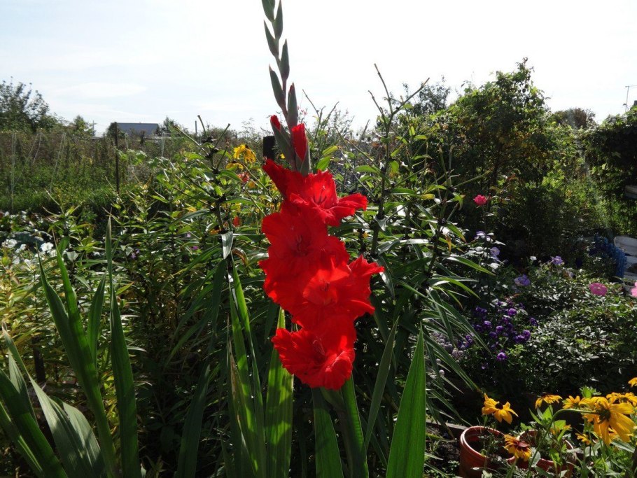 Гладиолус Тритон