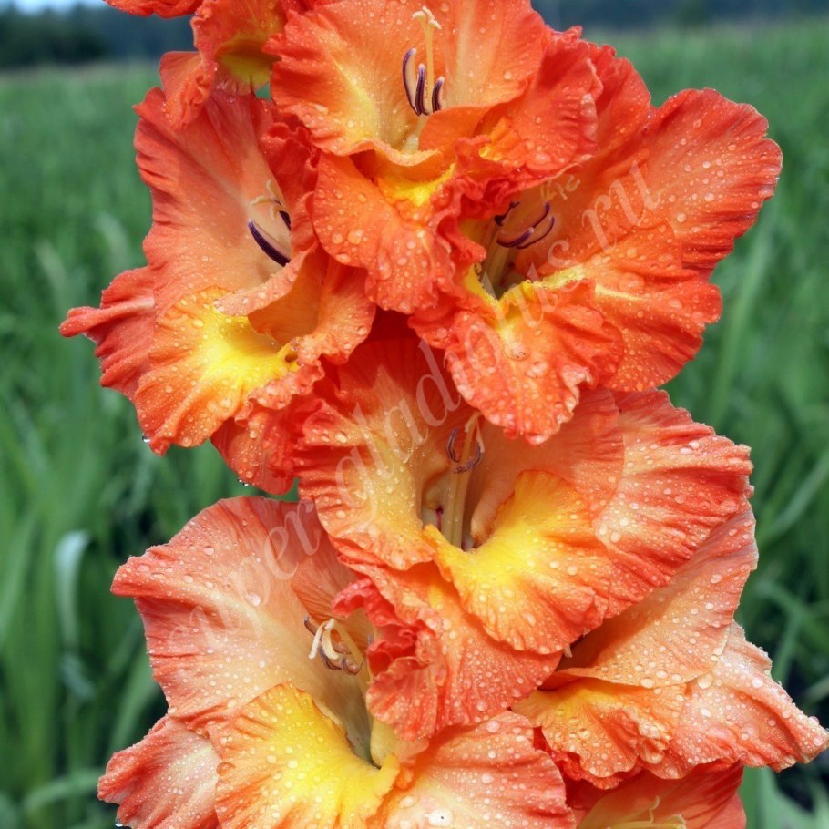 Гладиолус крупноцветковый адонис