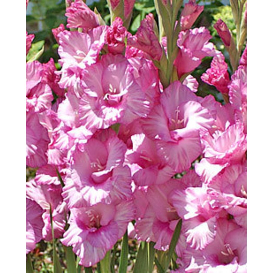 Гладиолус Диаментова Долина