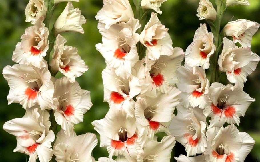 Гладиолус Виста