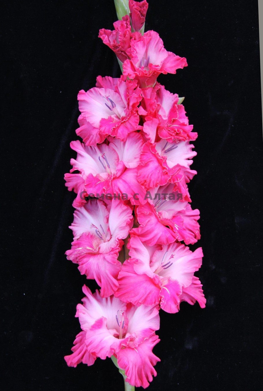 Гладиолус Мэри Housley сорт