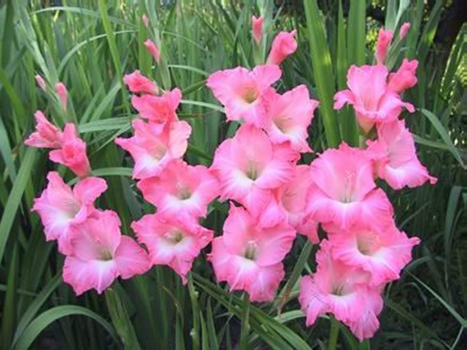 Гладиолус Донателла