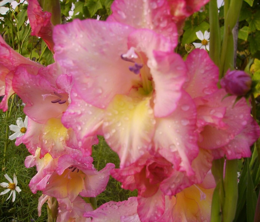 Гладиолус Эвидент