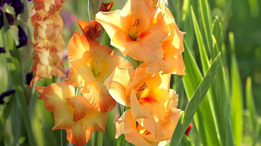 Гладиолус малиновая фантазия