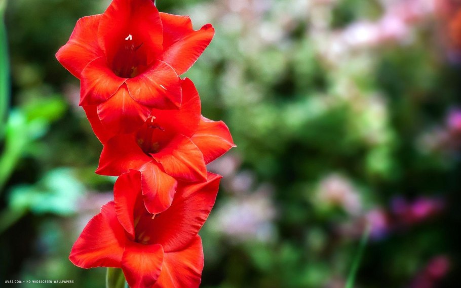 Гладиолус Чарикова Орхидея 1шт /Экстра