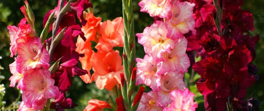 Гладиолус Дольче Вита