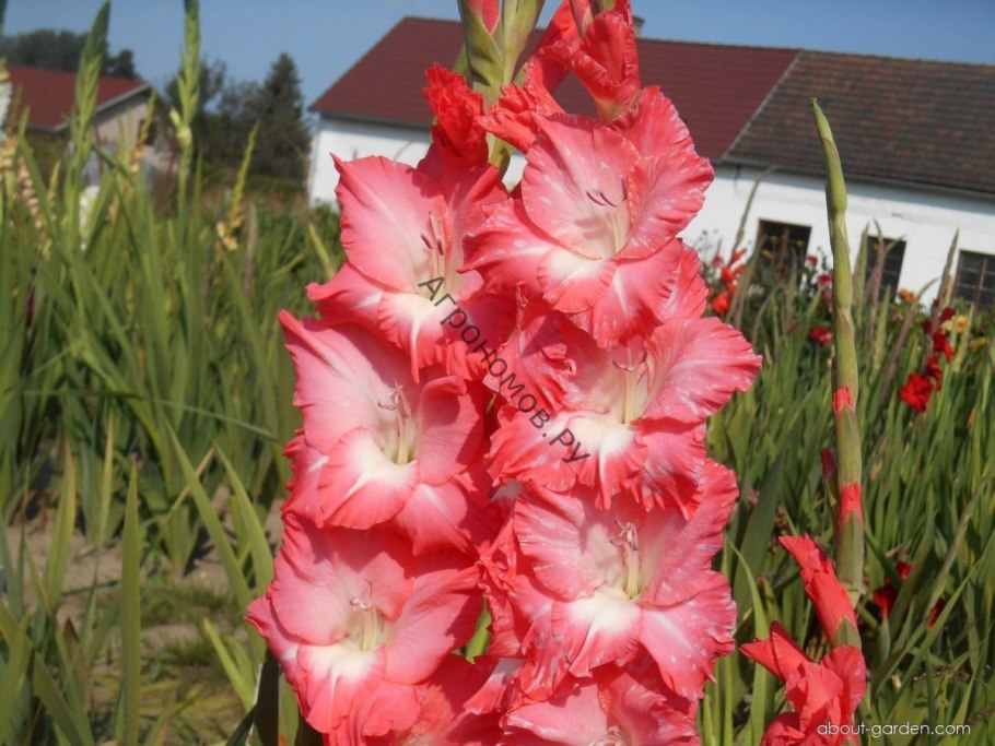 Гладиолус Lemon Frizzle