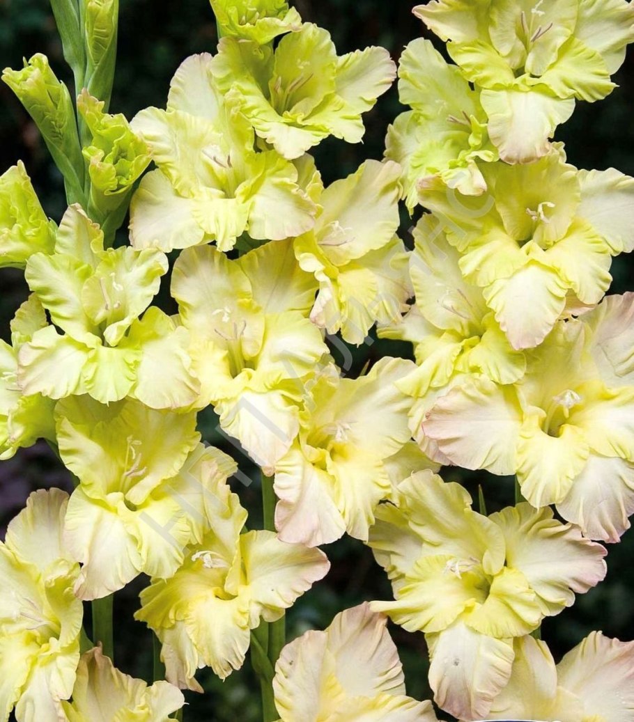 Гладиолус Ламбада Фриззл (Lambada Frizzle)