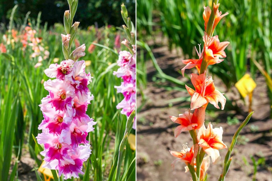 Гладиолус Уайт Просперити