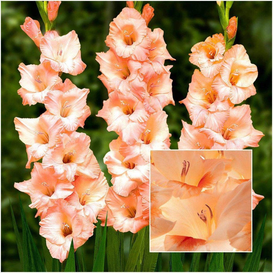 Гладиолус Сниегпутенис