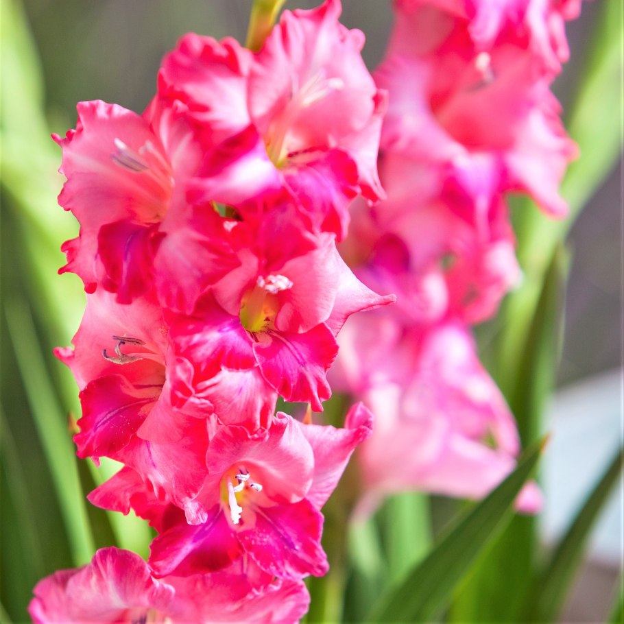 Гладиолус Брокен Херт Фриззл