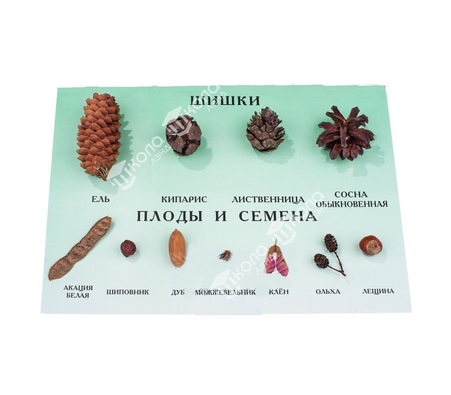 Семена деревьев и кустарников