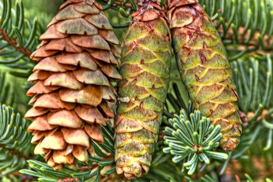 Picea glauca шишки