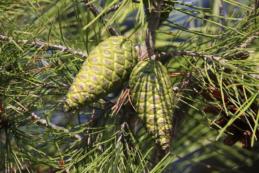 Семейство сосновые Pinaceae