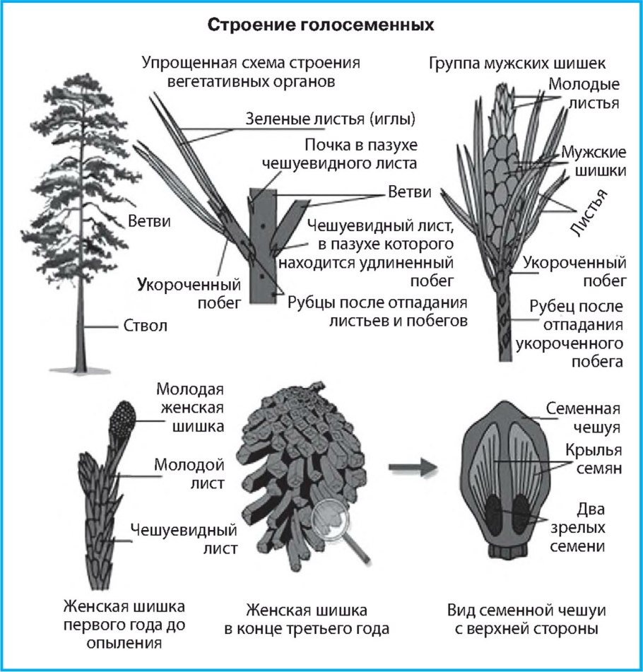 Строение побега голосеменных