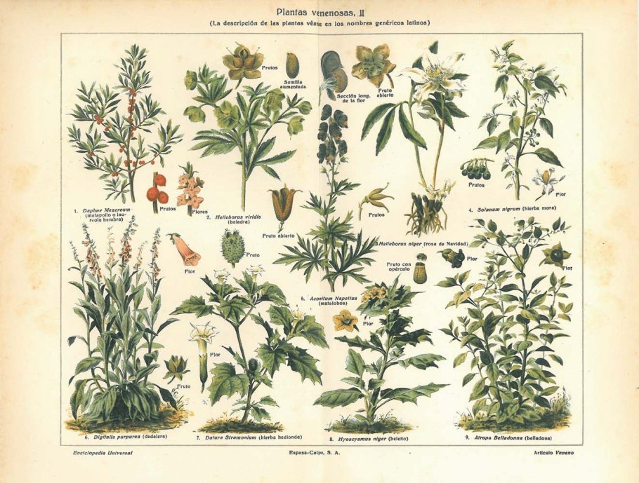 Царство растений классификация схема 5 класс биология
