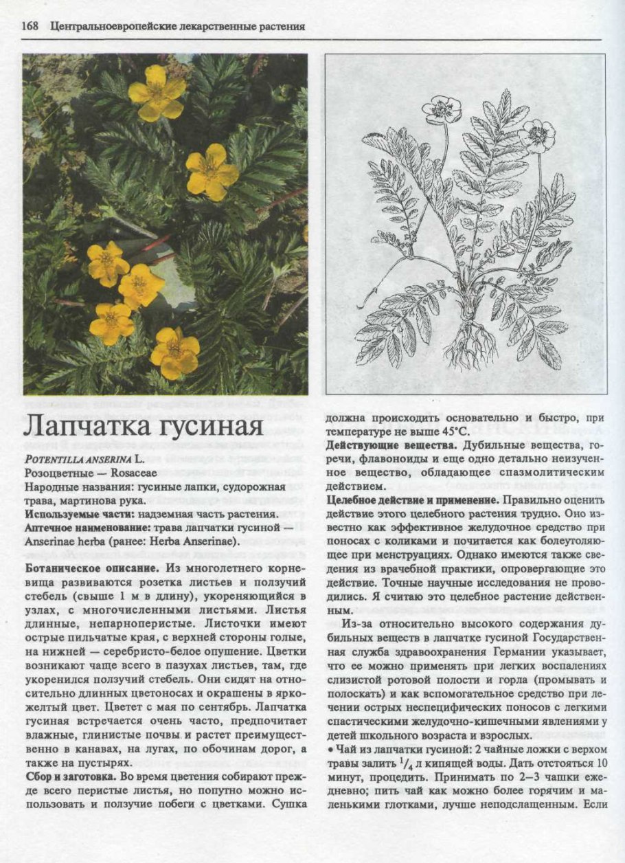 Классификация царства растений 5 класс биология