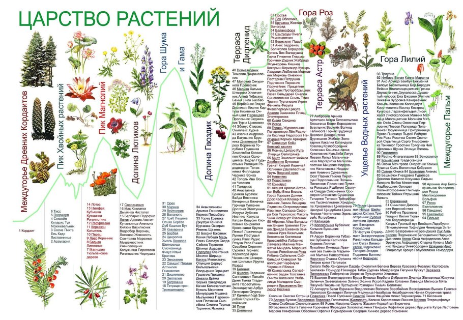 Лекарственные растения в аптеке