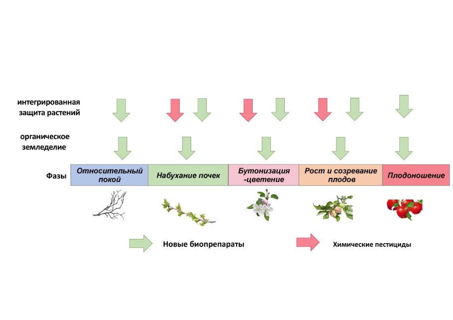 Мир растений для дошкольников