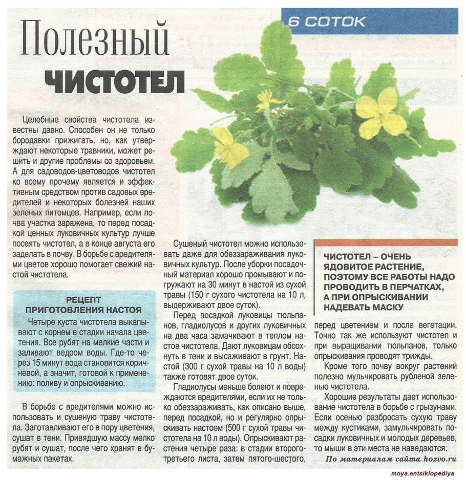 Растения для дошкольников